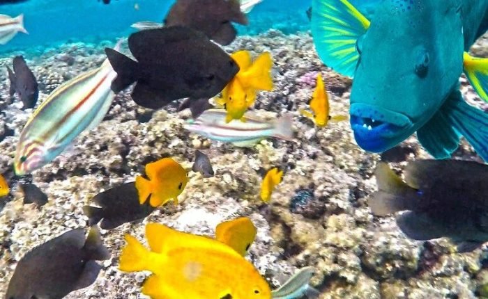 Giftun Island Snorkeling Trip from Hurghada