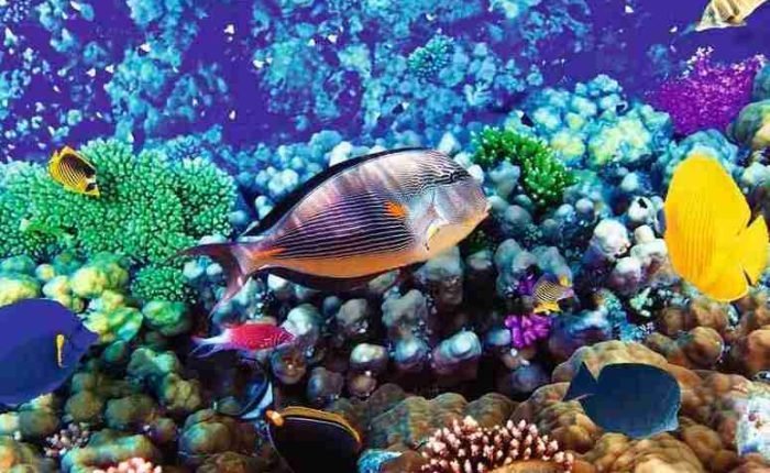 Egypt Luxor and Diving in Hurghada