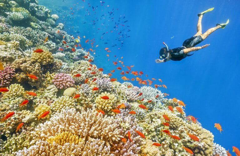 Snorkeling Trip to Sharm El-Naga